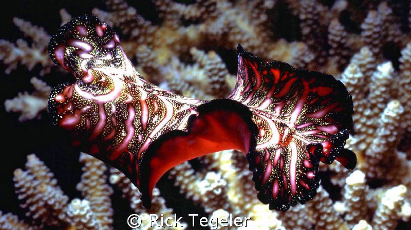 Magic Carpet.  Enjoy! by Rick Tegeler 