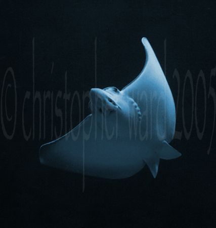 Bora Bora, French Polynesia. Eagle Ray on a drift dive. T... by Christopher Ward 