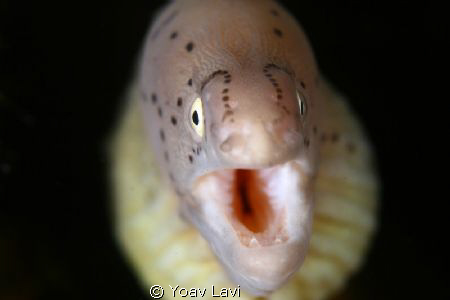 Small Moray eal by Yoav Lavi 