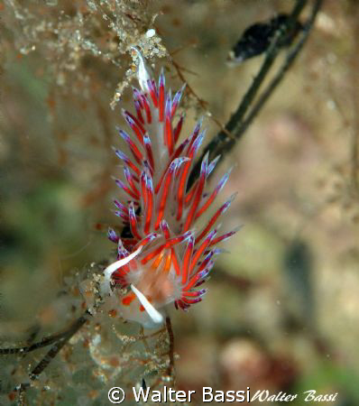cratena peregrina by Walter Bassi 