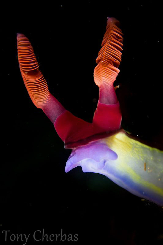 Face of Nembrotha Chamberlani by Tony Cherbas 