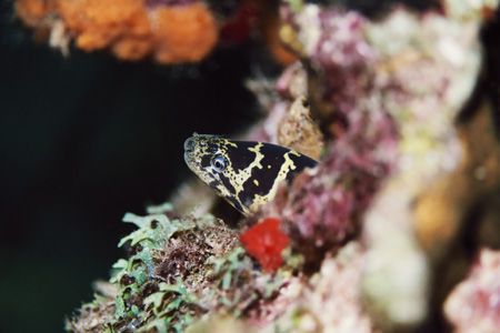 Chain Moray. Bonaire. by Jacques Miller 