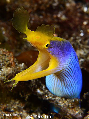 Ribbon moray / Nikon D7000+150mm by Max Lin 