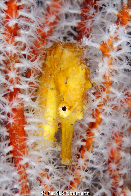 Yellow Seahorse @ Richileu Rock by Patrick Neumann 
