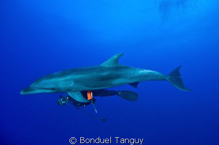 Lola (Tursiops Truncatus) & Pit... Playing along the reef... by Bonduel Tanguy 