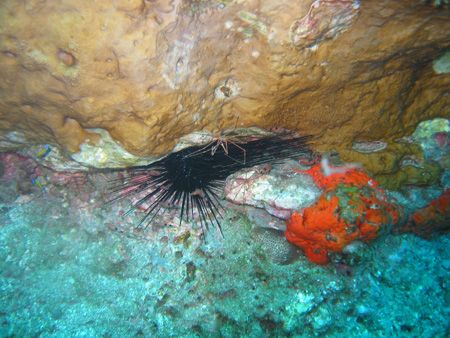 NEXT!!!!! Cleaning shrimp detailing an urchin. Cannon S30... by Kenneth Weade 