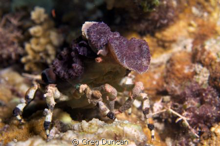 Amazing decorator crab found on Adara wall (Atauro Island... by Greg Duncan 