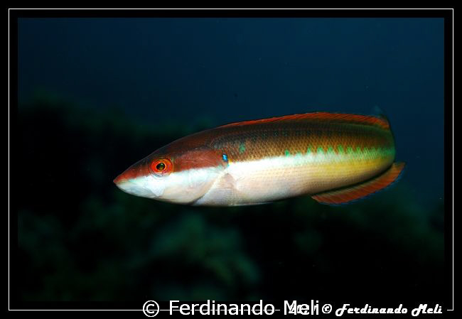 Coris julis. by Ferdinando Meli 