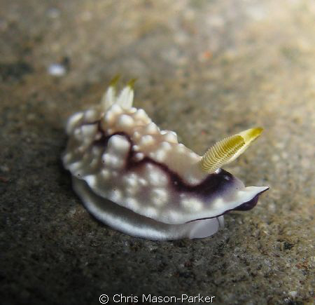 Chromodoris geometrica taken with my old Powershot A720is... by Chris Mason-Parker 