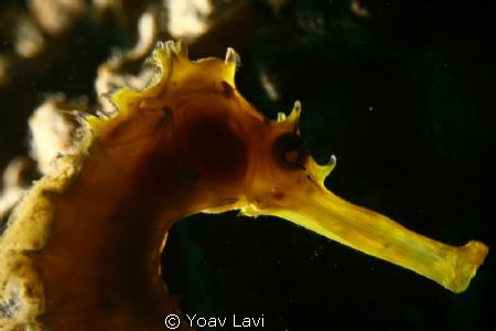 back-lit sea horse by Yoav Lavi 