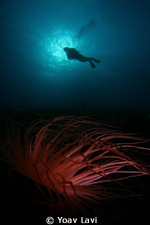 Annemon and diver by Yoav Lavi 