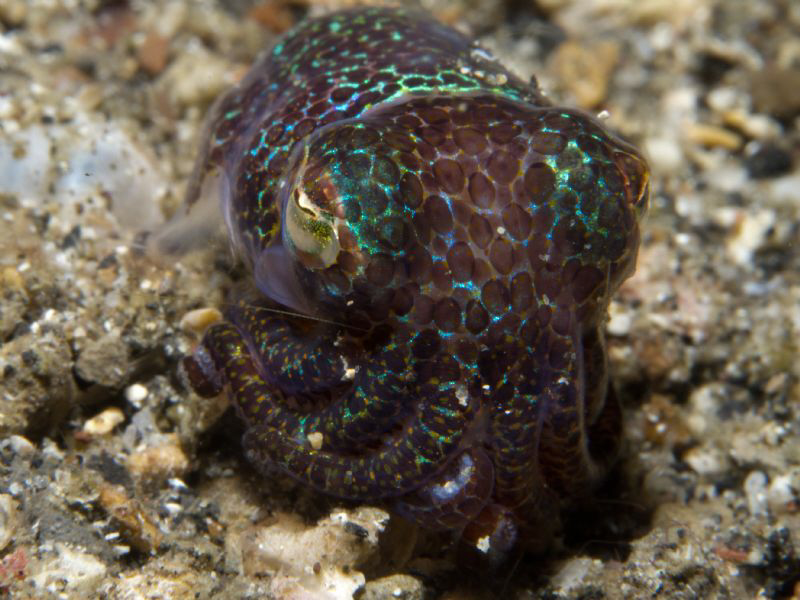 Euprymna berryi by Alex Varani 