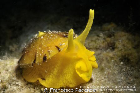 Tylodina perversa. Nikon D90 with 60mm Nikkor. One strobe... by Francesco Pacienza 