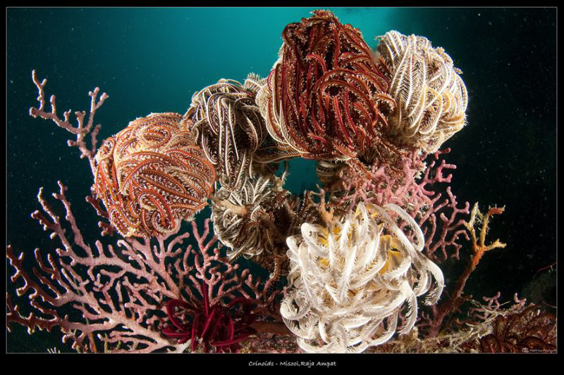 _crinoids by Mathieu Foulquié 