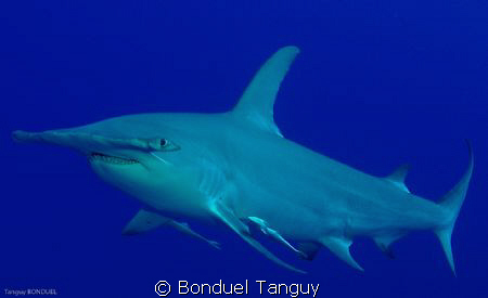 Sphyrna Mokaran Xing, Tiputa Pass. (Nikon D70 / 24-70mm /... by Bonduel Tanguy 