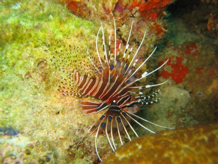 King Of The Sea. Photo of a lion fish taken in Anilao, Ph... by Gerard John Paras 