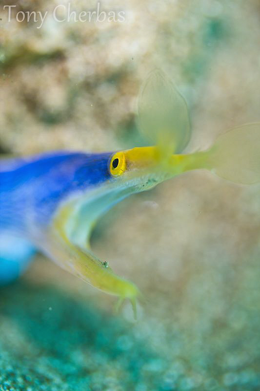 Ribbon Eel: F2.8 by Tony Cherbas 