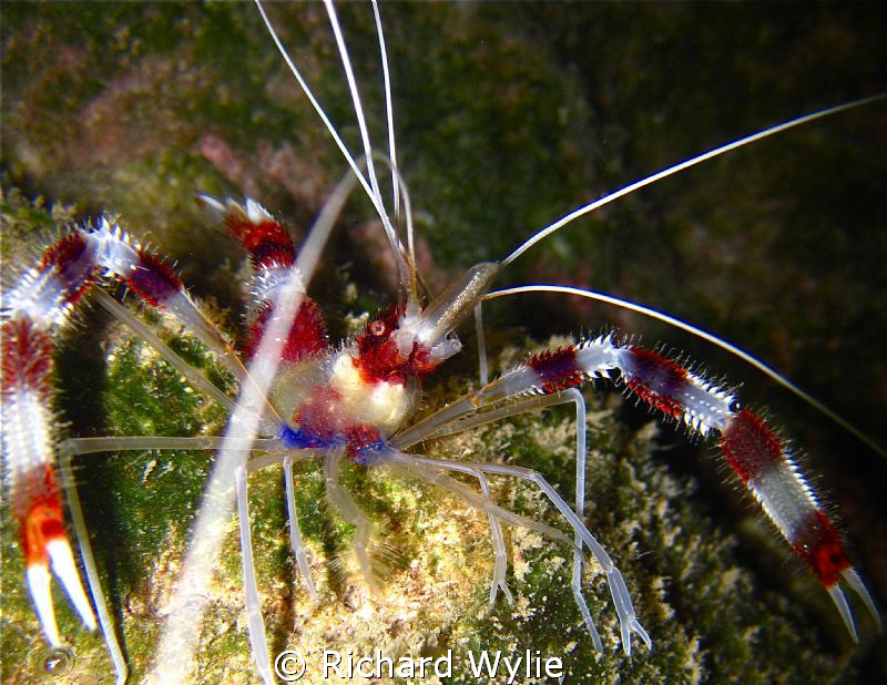 Banded coral shrimp taken while snorkelling using a compa... by Richard Wylie 