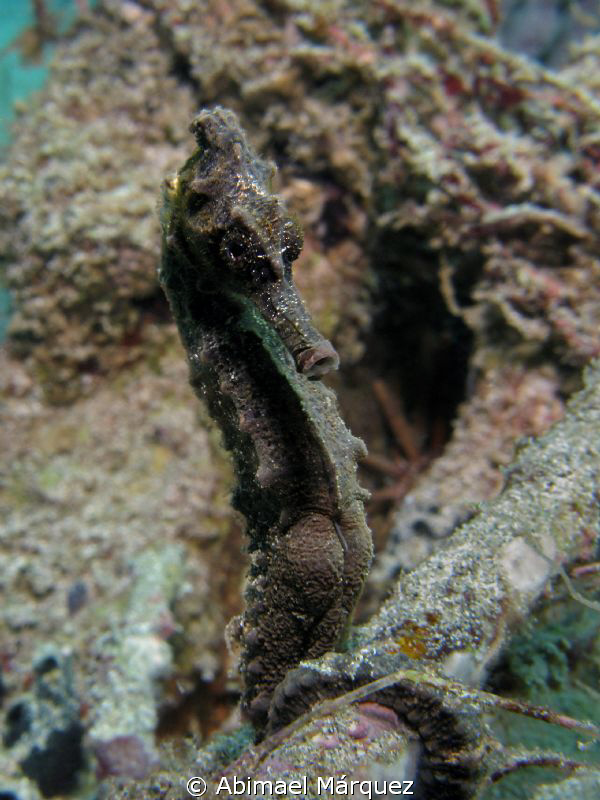 Seahorse by Abimael Márquez 