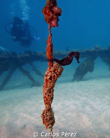 Stallion in a friendly dive during a first dive of a Open... by Carlos Pérez 