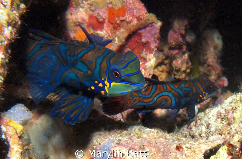 Lovly pair of Mandarin Fish, whish I could have gotten ju... by Marylin Batt 
