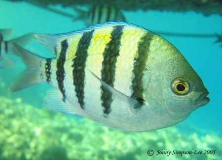 Taken at Coral Bay in Sharm. Canon Powershot S40. by Jonny Simpson-lee 