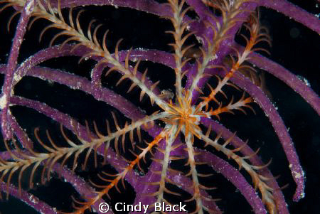 Night Dive taken with Nikon D200 using Nikon Macro 105 at... by Cindy Black 
