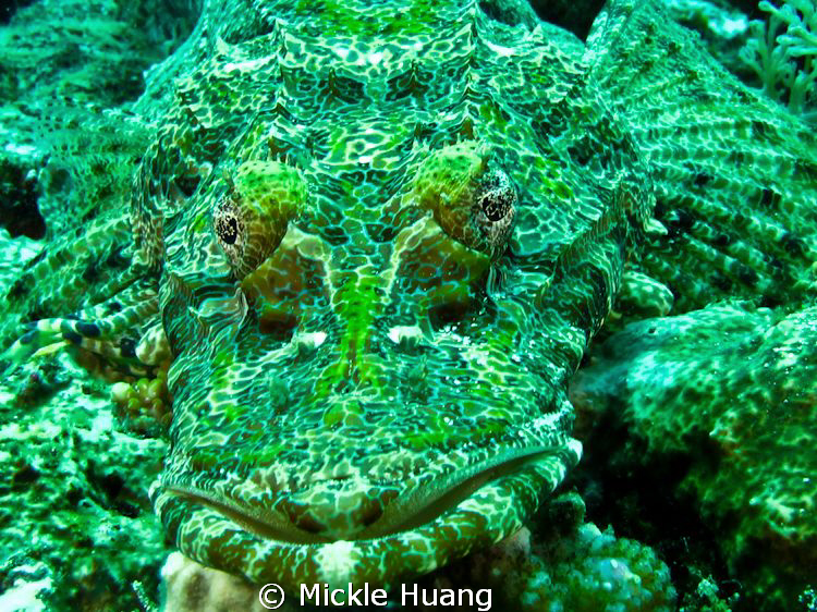 Crocodilefish
Anilao, the Philippines by Mickle Huang 