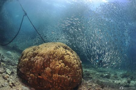 A huge shoal of sardines trying to escape large hungry ja... by Nadya Kulagina 