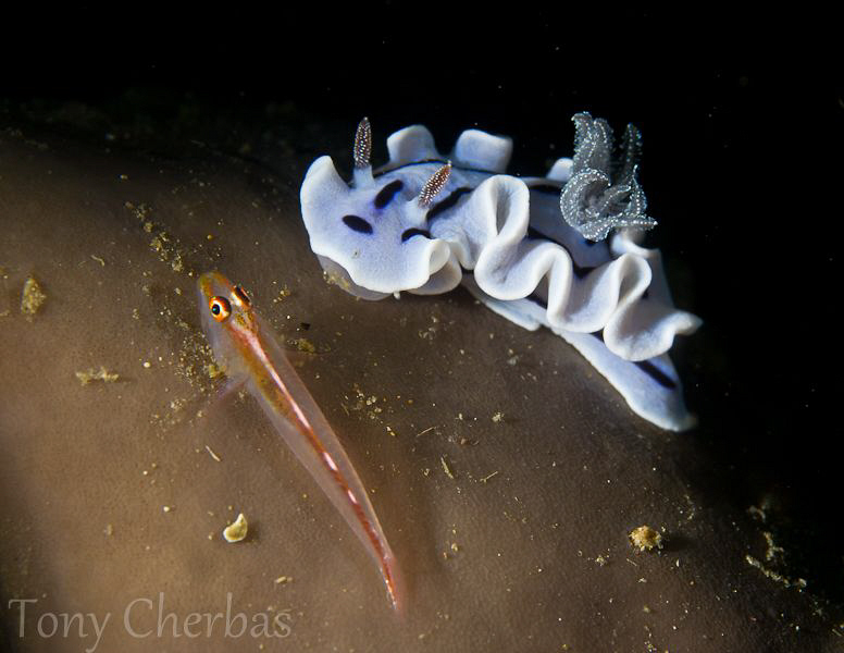 Scale by Tony Cherbas 