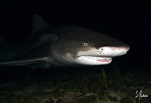 Everybody comes in on a ride at night. Remoras have quite... by Steven Anderson 
