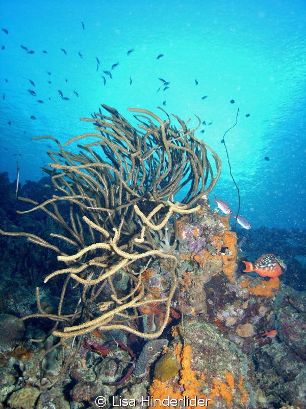 Early morning on Bari reef-Bonaire by Lisa Hinderlider 