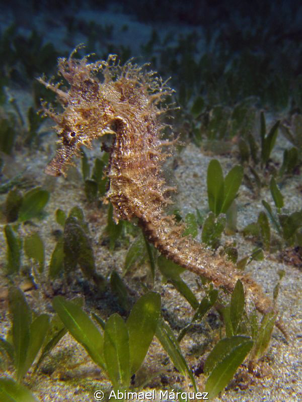 Lined Seahorse by Abimael Márquez 