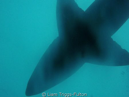 Grey Nurse at Wolf Rock in Queensland near Fraser Island by Liam Triggs-Fulton 