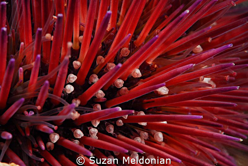 On the worst vis day of the year, I decided to only photo... by Suzan Meldonian 