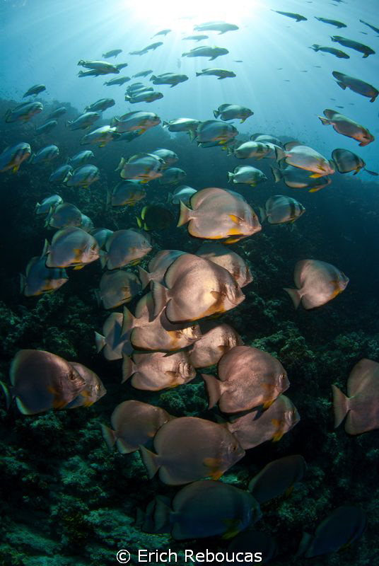 Batfish at "the pinnacle", Shark Reef by Erich Reboucas 