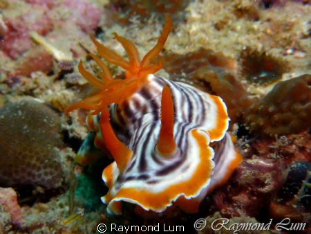 i NEED food !!!! =( 
taken with compact camera TZ7, inon... by Raymond Lum 