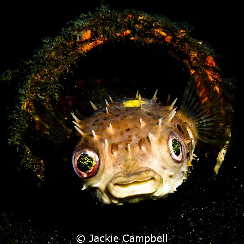 Oh...those eyes... by Jackie Campbell 