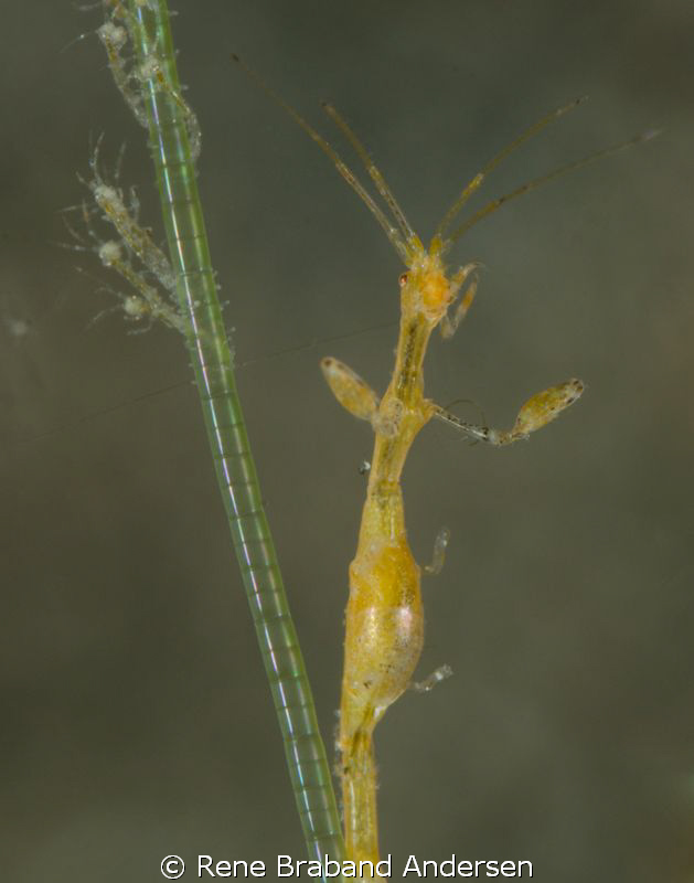 Skeleton shrimp family by Rene Braband Andersen 
