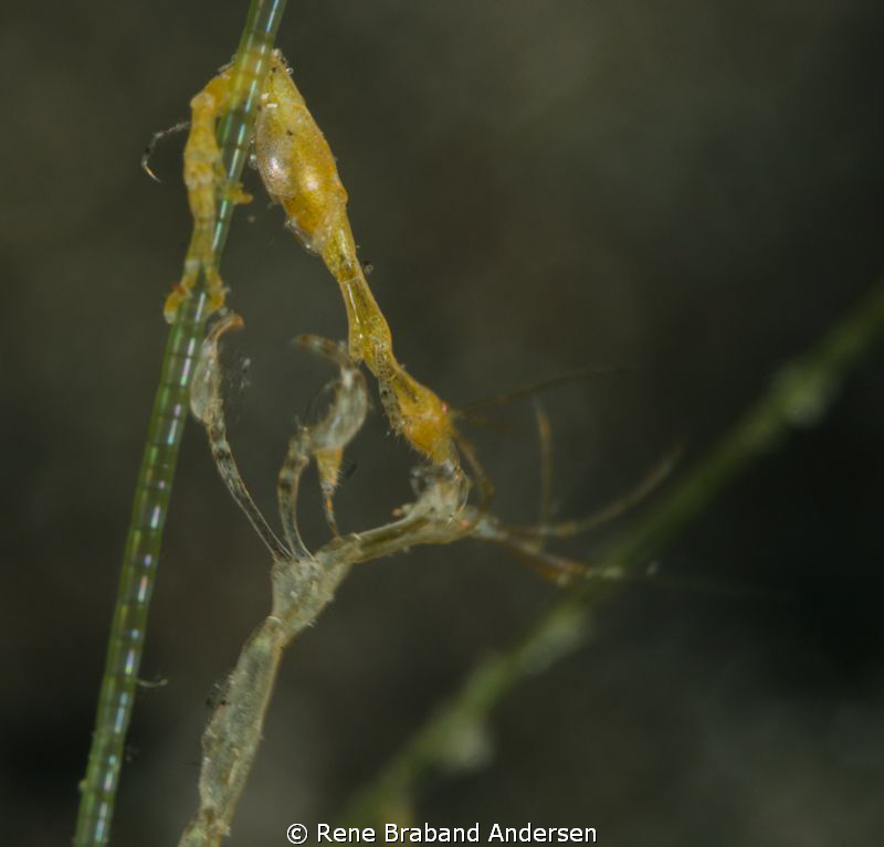 Skeleton shrimp fight by Rene Braband Andersen 