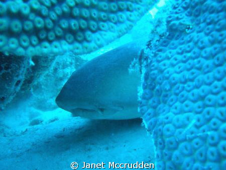 Sleeping nurse shark by Janet Mccrudden 