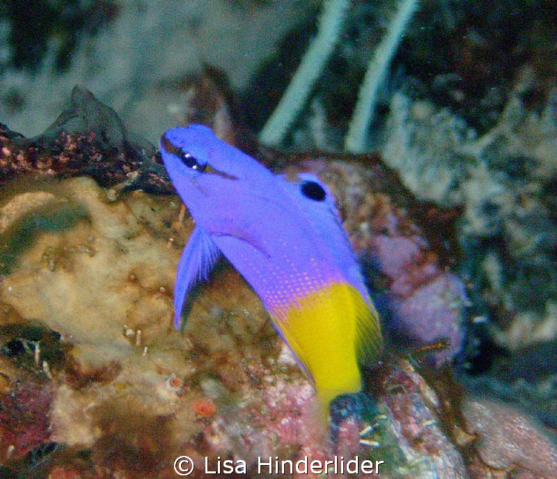 Fairy Basslets are a challenge! by Lisa Hinderlider 