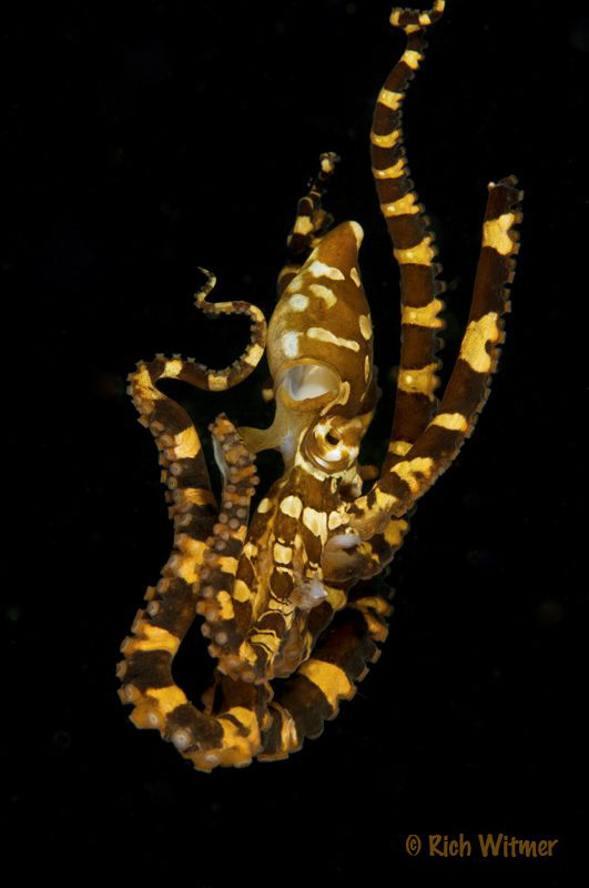 Wonderpuss (Wunderpus photogenicus). by Richard Witmer 