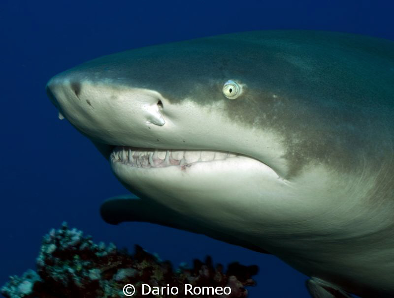 Lemon Shark, Moorea 60mm by Dario Romeo 