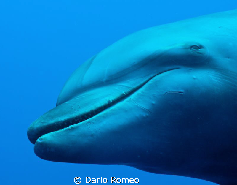Tursiope Female
 Dolphin seeks contact with the divers by Dario Romeo 