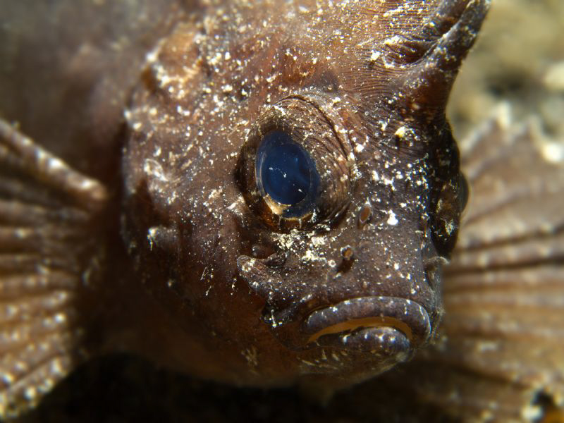 Paracentropogon cf. longispinus by Alex Varani 