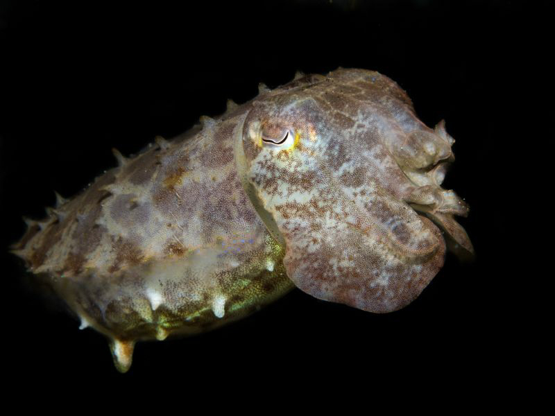 sepia latimanus by night by Alex Varani 