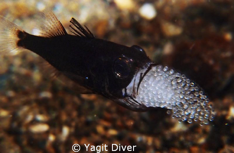 what a mouthful... by Yagit Diver 