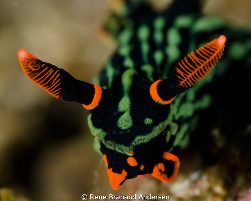 lembeh by Rene Braband Andersen 