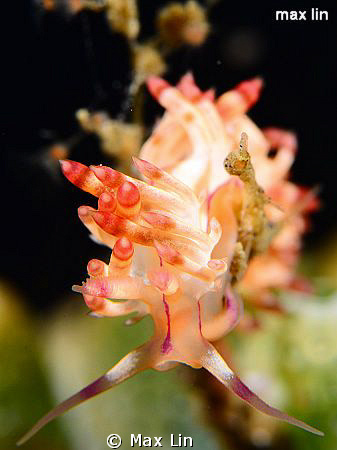 nudi/D7000+105mm Lembeh by Max Lin 